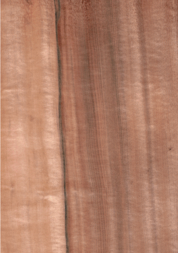 Tineo - Indická jabloň